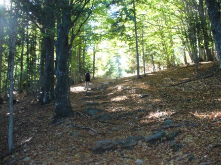 la faggeta di Druogno